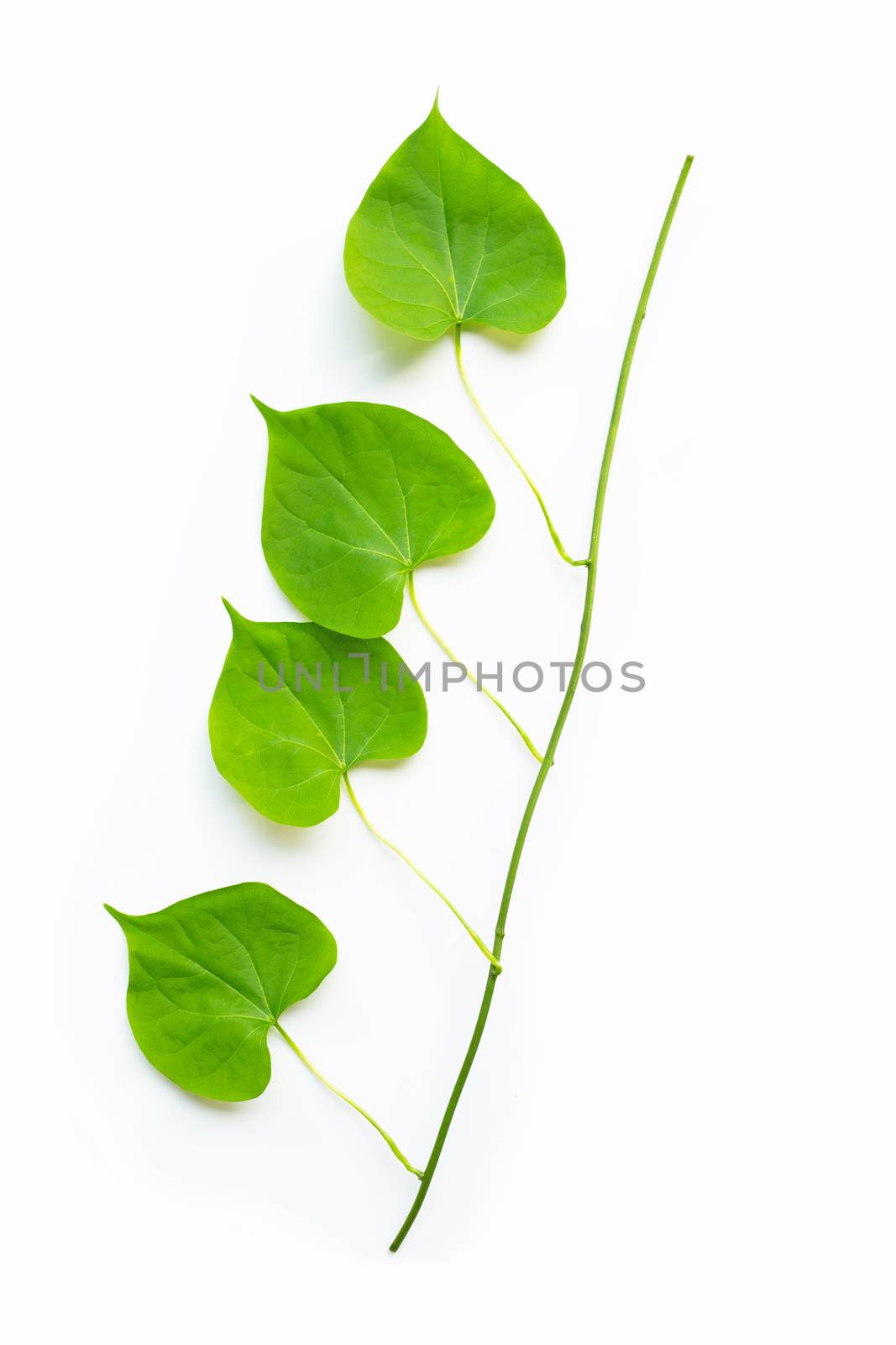 Green leaves heart shaped on white. by Bowonpat