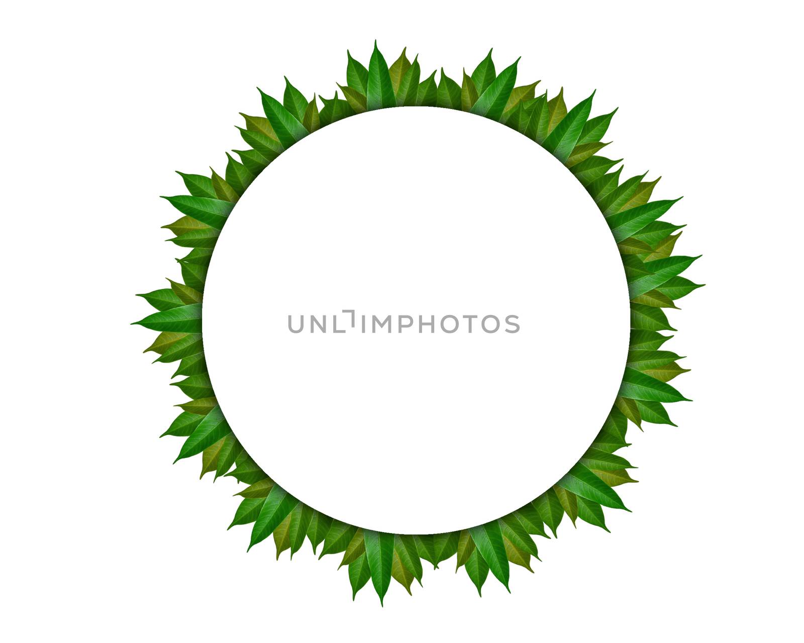 Circular leaf frame Made from green mango leaves Isolated from w by Unimages2527