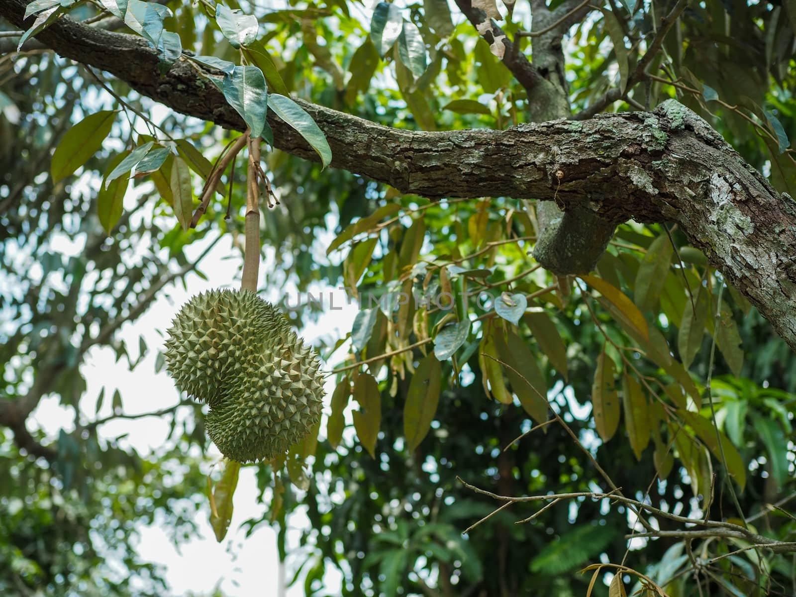 Fresh durian on the durian tree will eat soon by Unimages2527