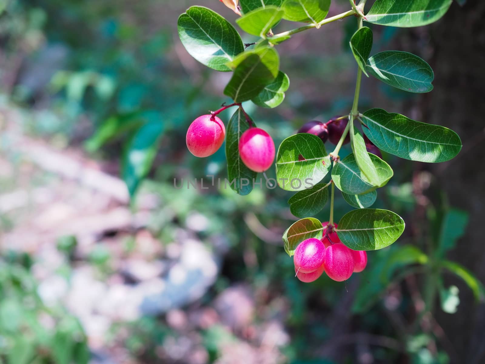 The fruit is ripening on the tree. by Unimages2527