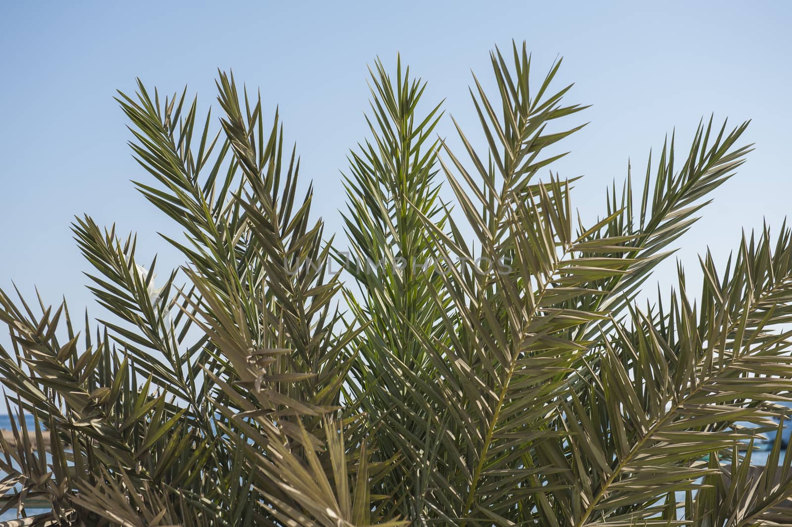 Closeup of top of date palm tree with leaves