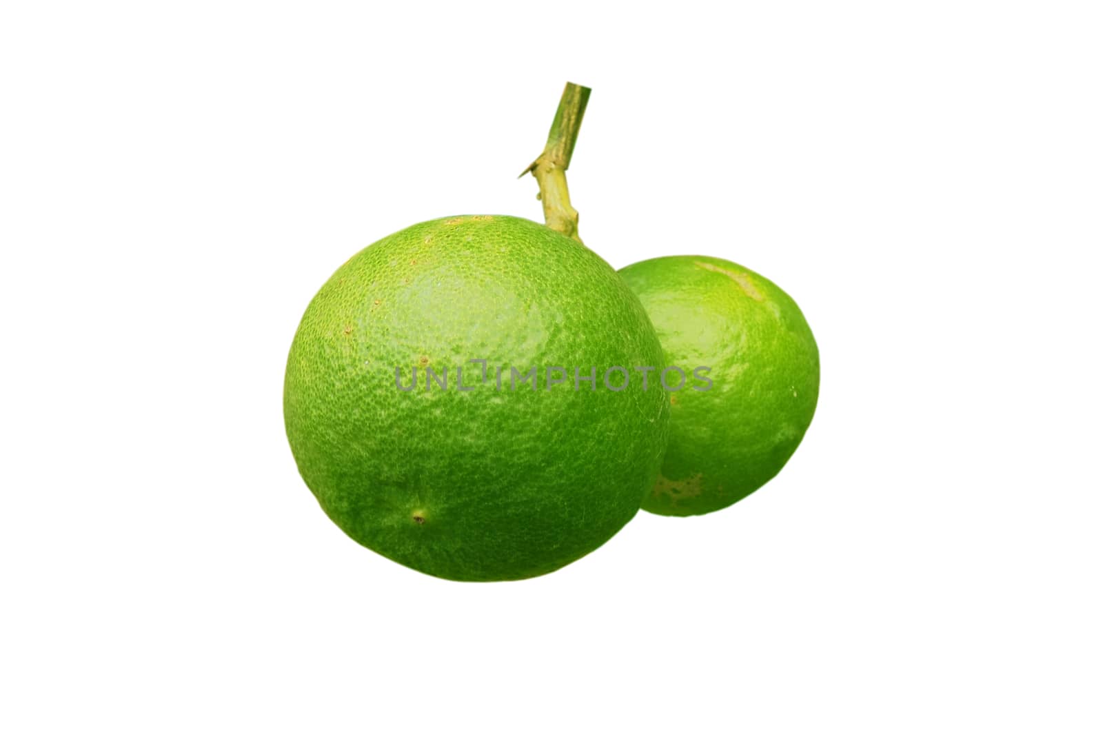 Green lemons on a white background.