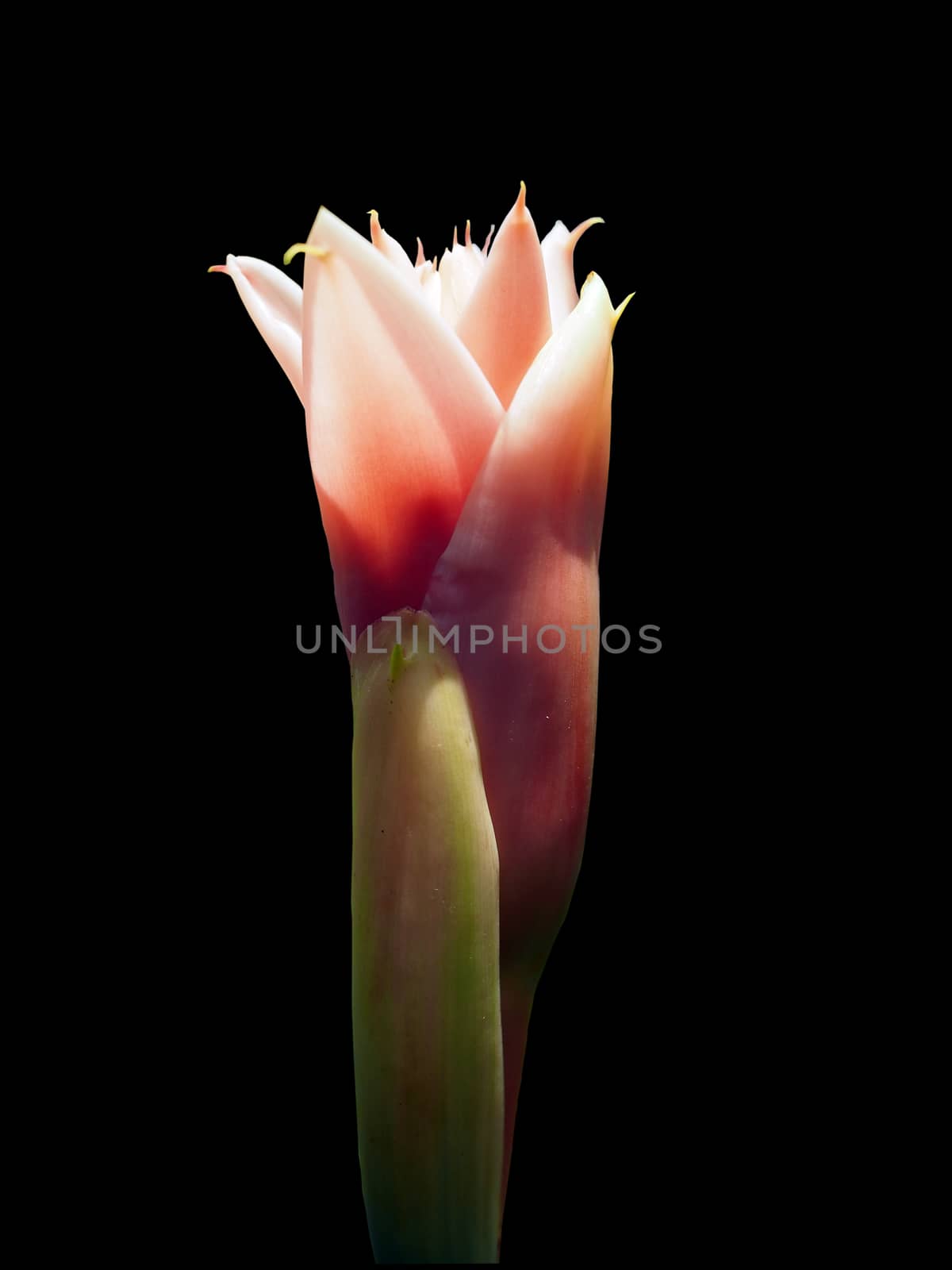 tulip on black background.