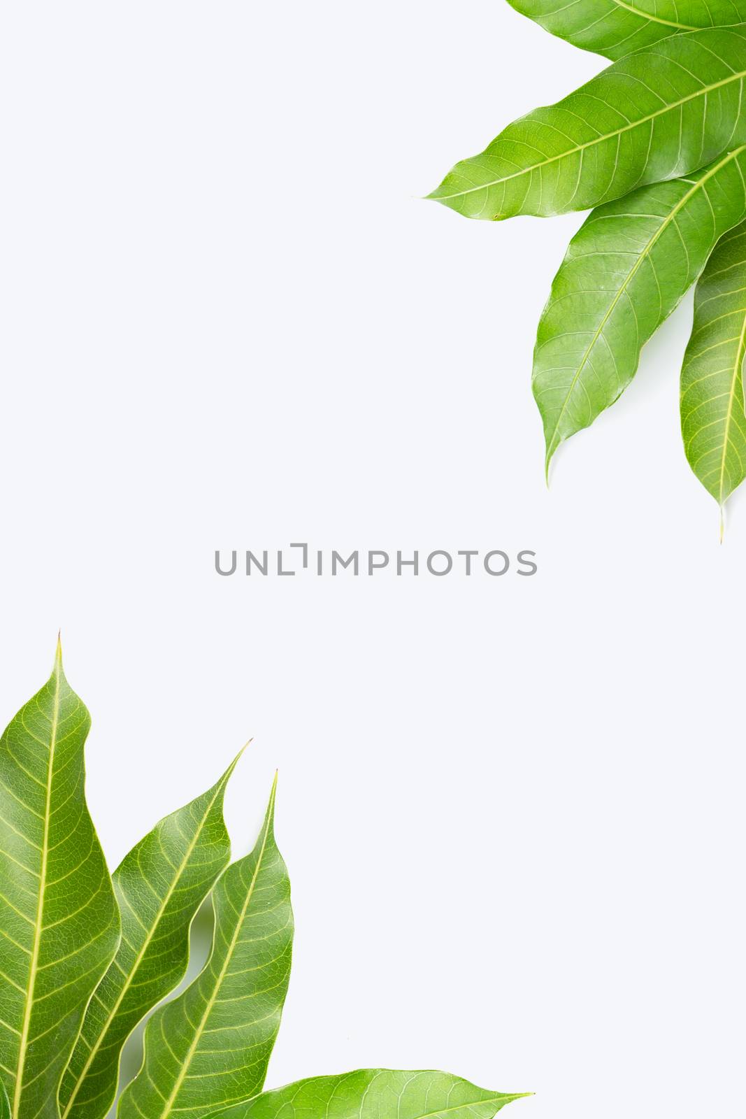 Frame made of mango leaves on white background.  by Bowonpat