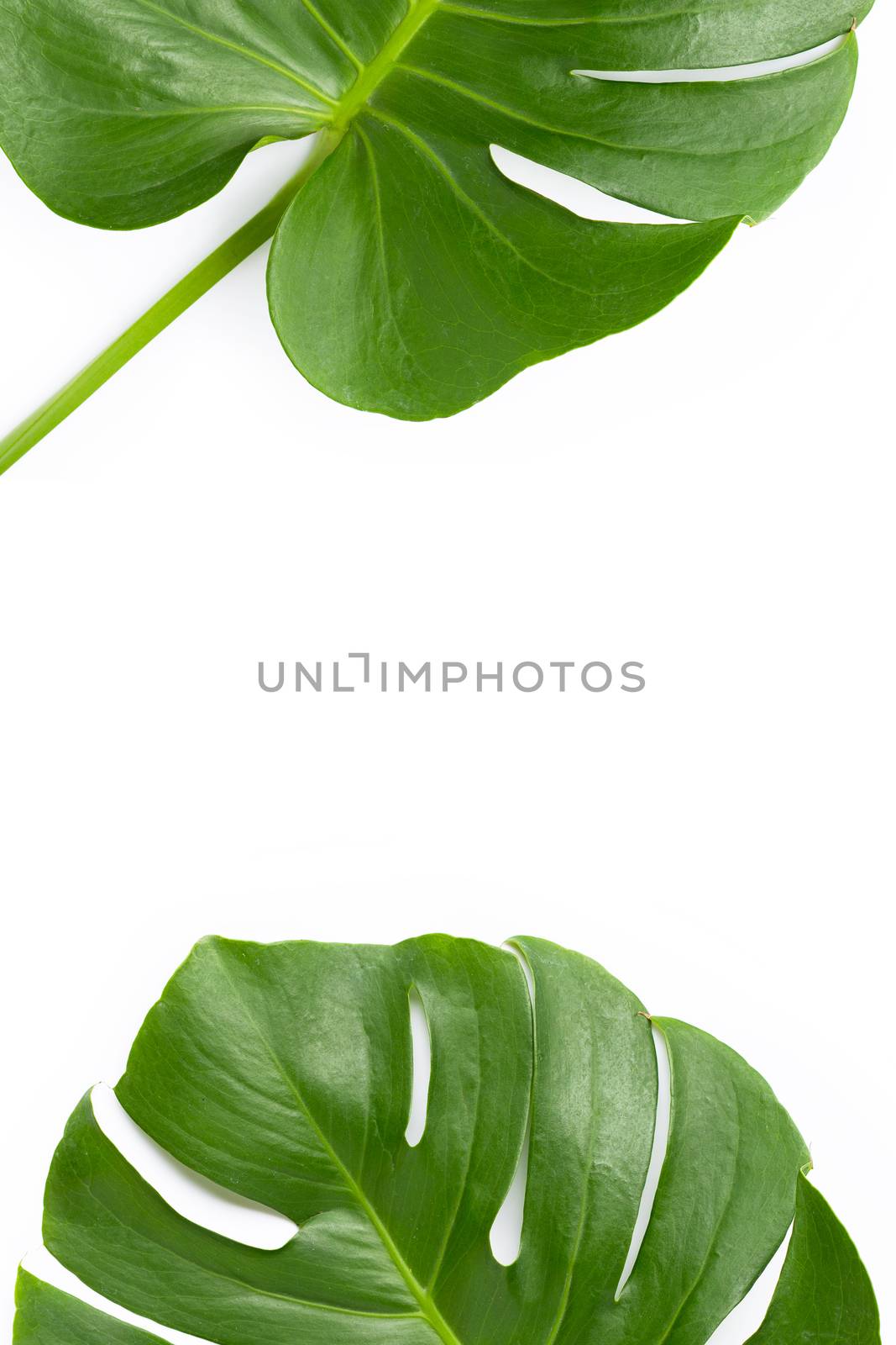 Monstera plant leaves on white background