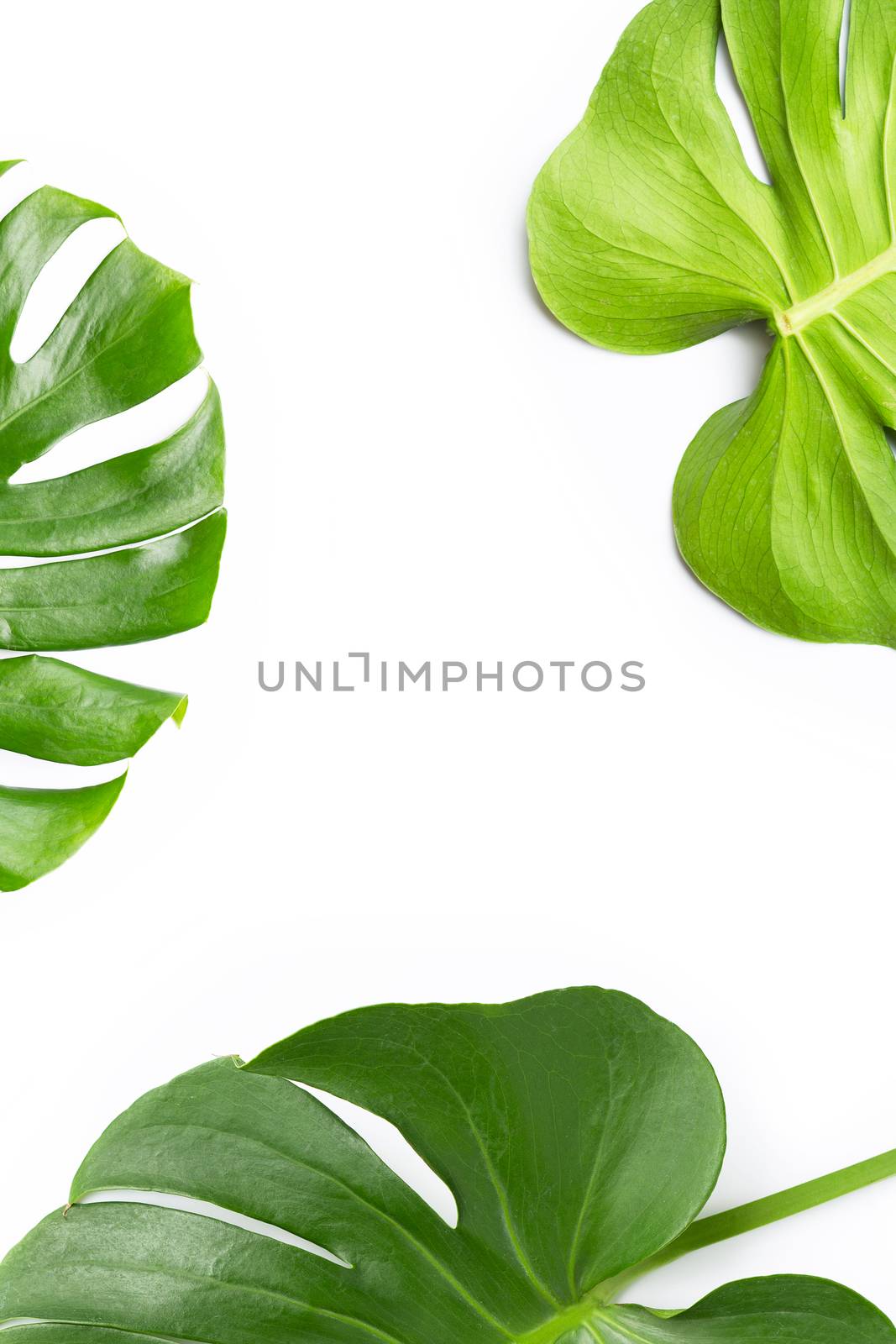 Monstera plant leaves on white background