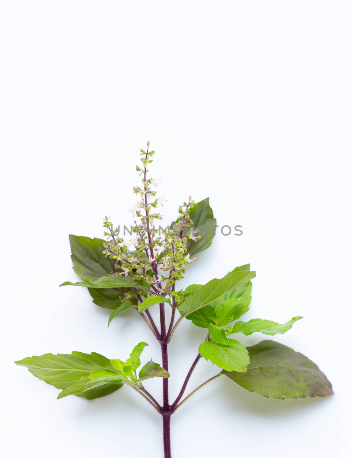 Holy basil  leaves with  flower on white background.