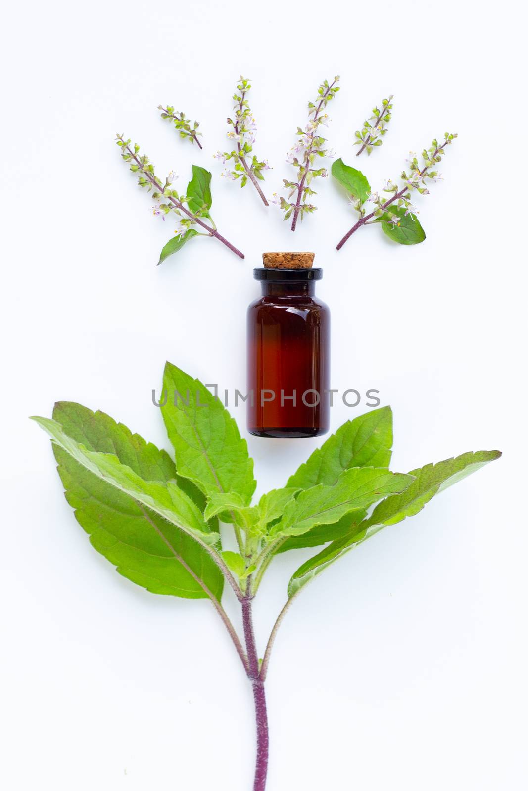 Holy basil essential oil with holy basil leaves and flower on white background.