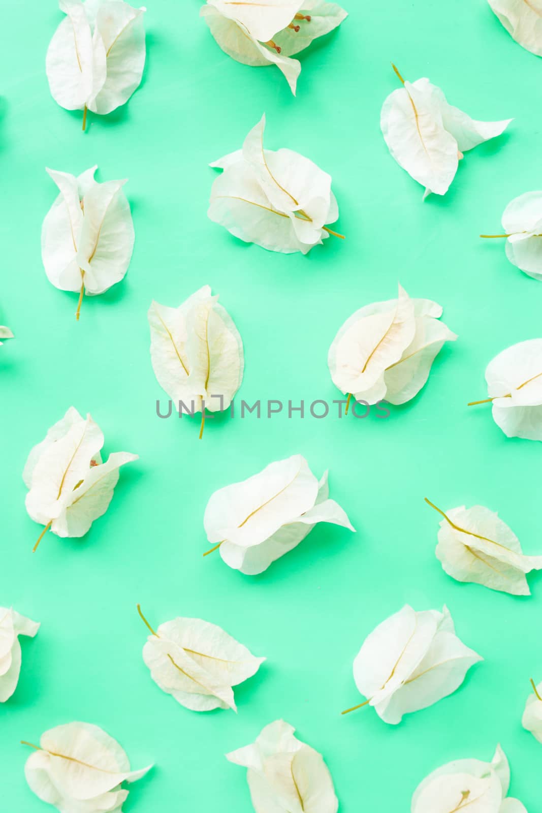 Beautiful white bougainvillea flower on green background.  by Bowonpat