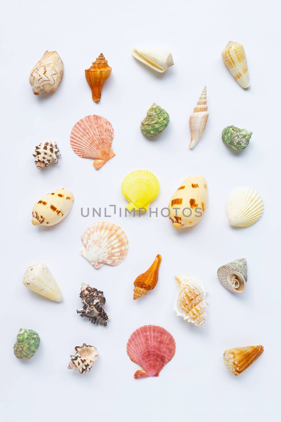 Composition of exotic sea shells on white background. 