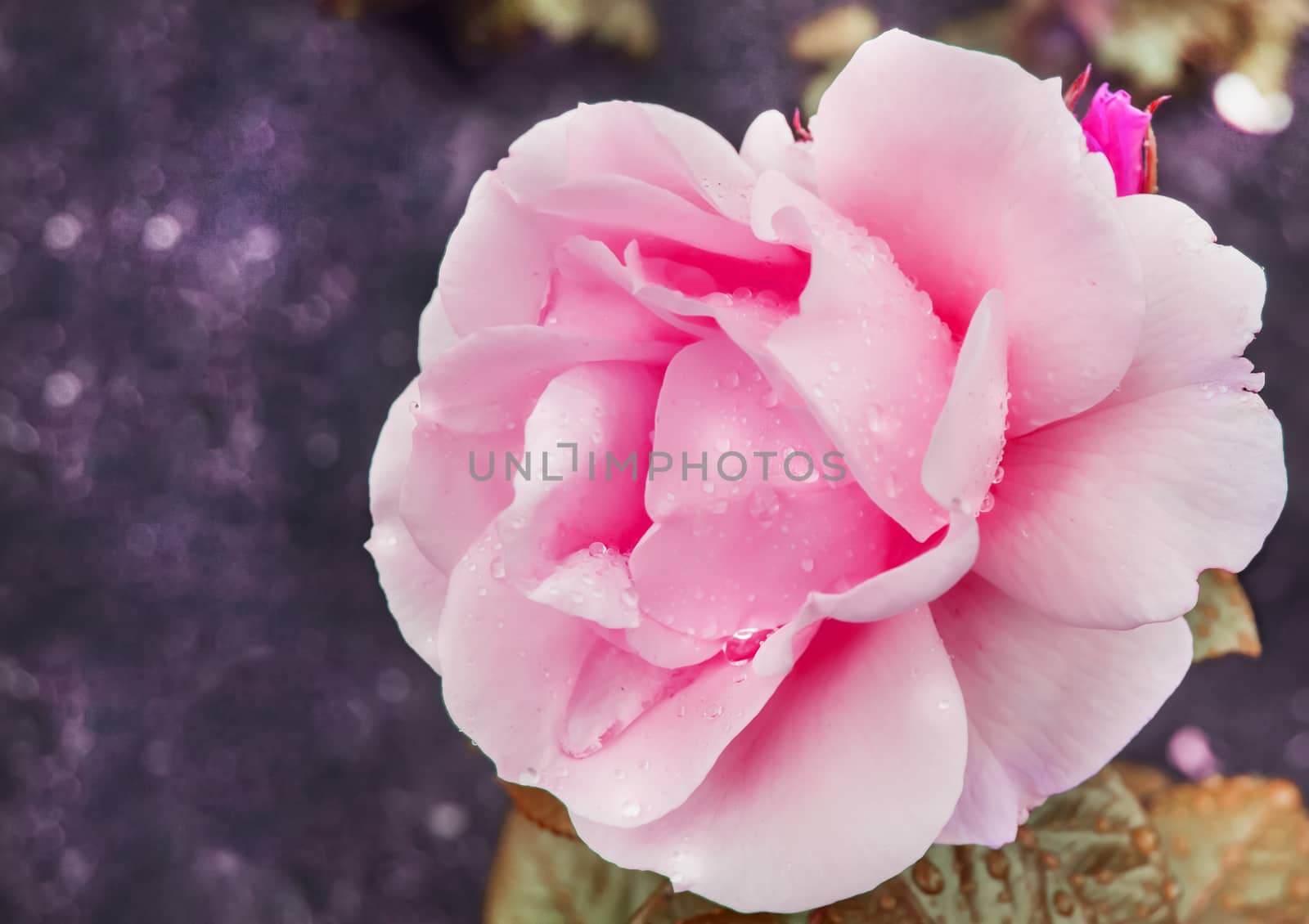 One pink rose, lilac blurred bokeh background, Sunny summer morning by claire_lucia