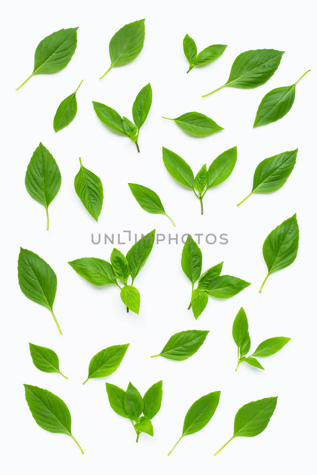 Sweet Basil leaves on white background.