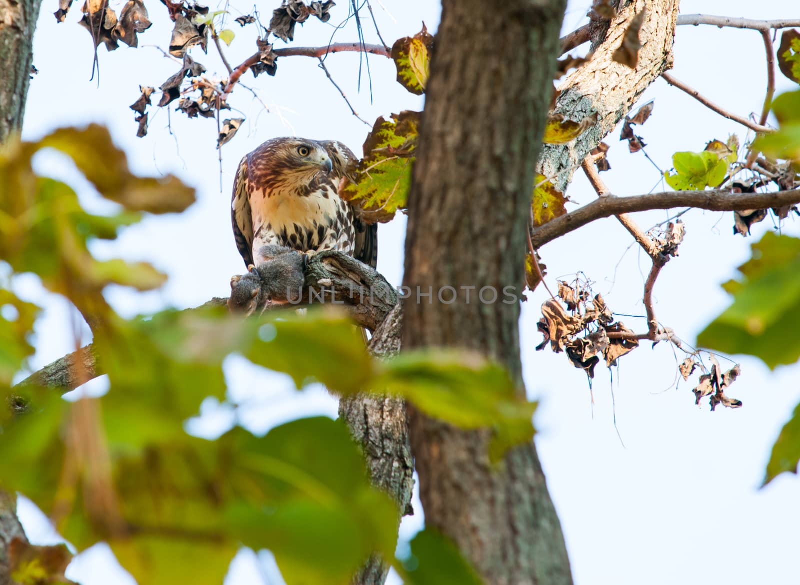 Caught, Squrriel prey in talons of red tailed hawke on tree branch.