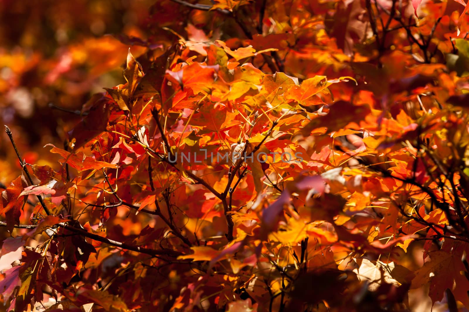 Autumn colors leaves of liquid amber tree selective focus on image center in full frame background.