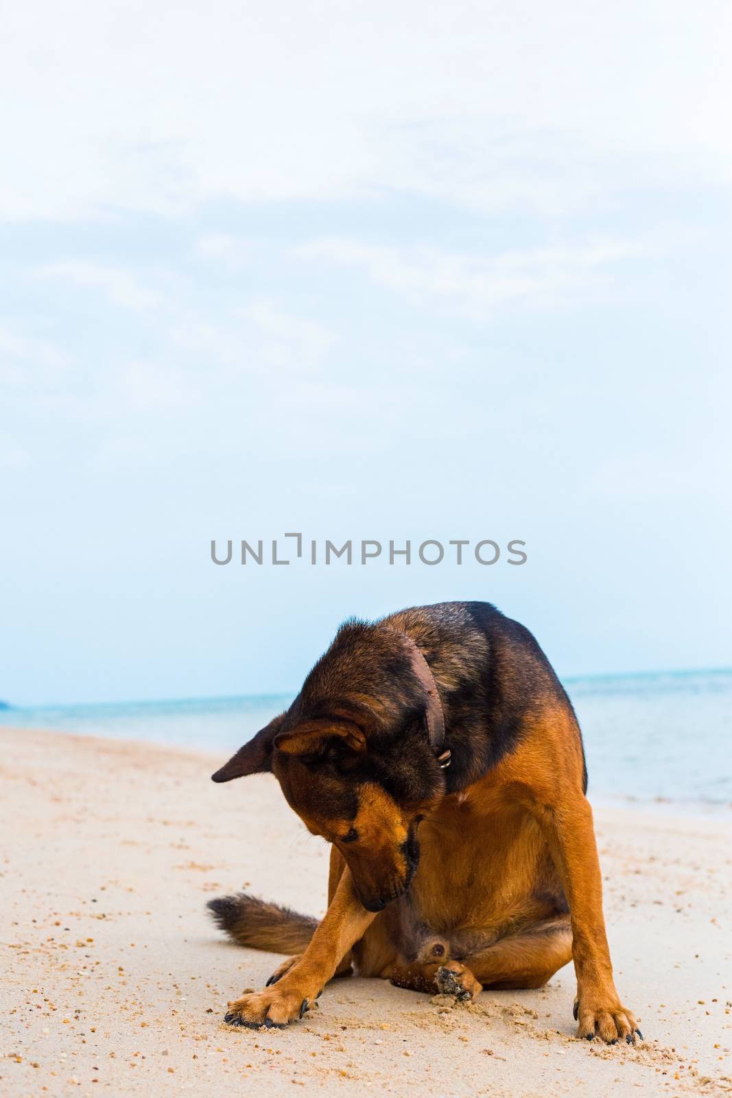 A dog  sitting on the beach. Sad concept by Bowonpat