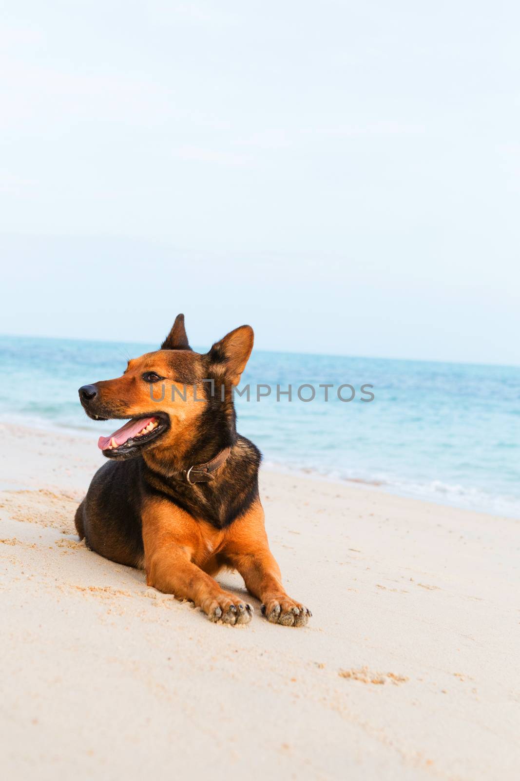 Happy dog relaxing on the beach. by Bowonpat