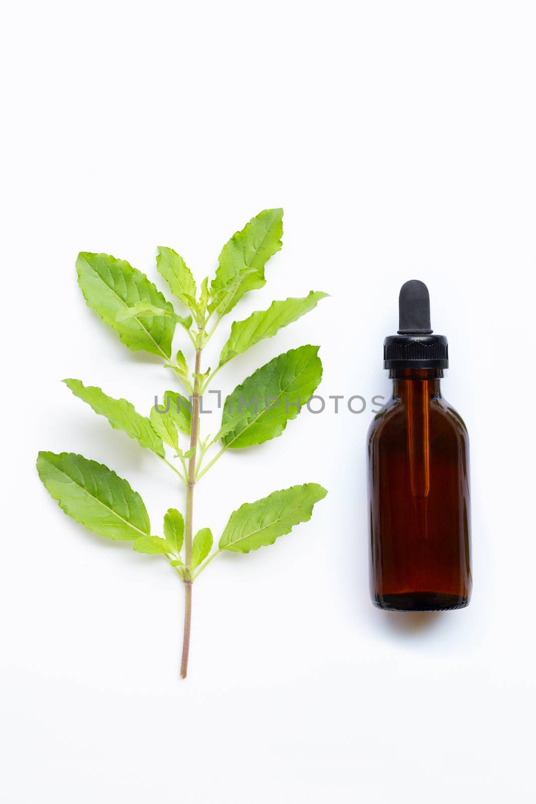 Holy basil essential oil with holy basil  leaves  on white. by Bowonpat