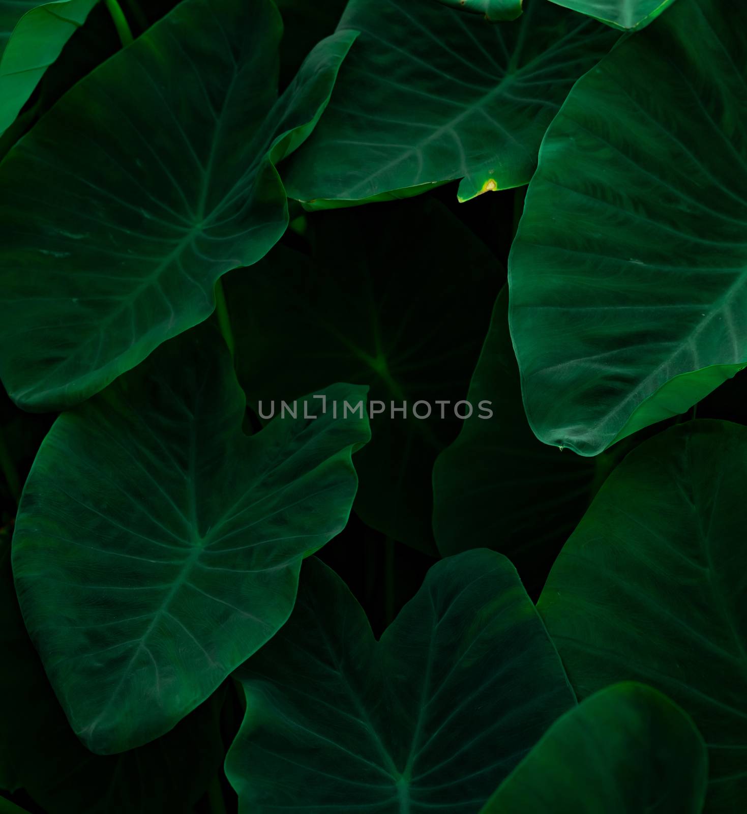 Closeup green leaves of elephant ear in jungle. Green leaf textu by Fahroni