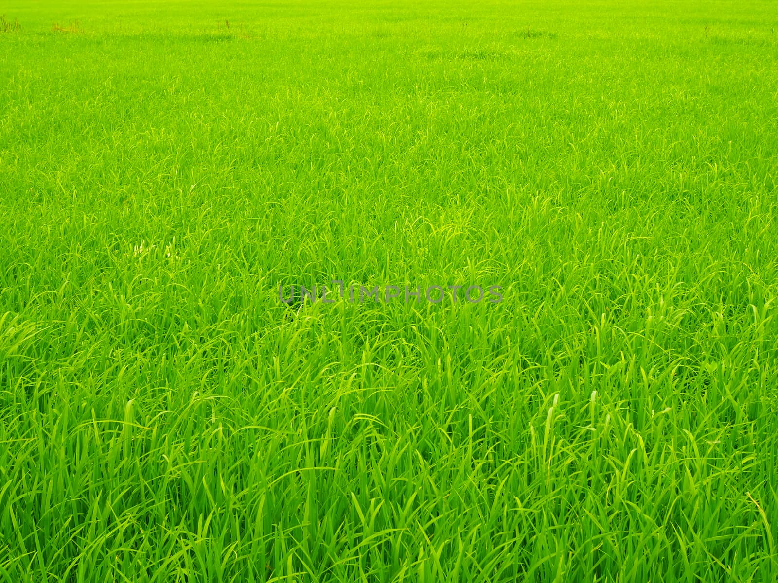 Green rice plants in the fields. by Unimages2527