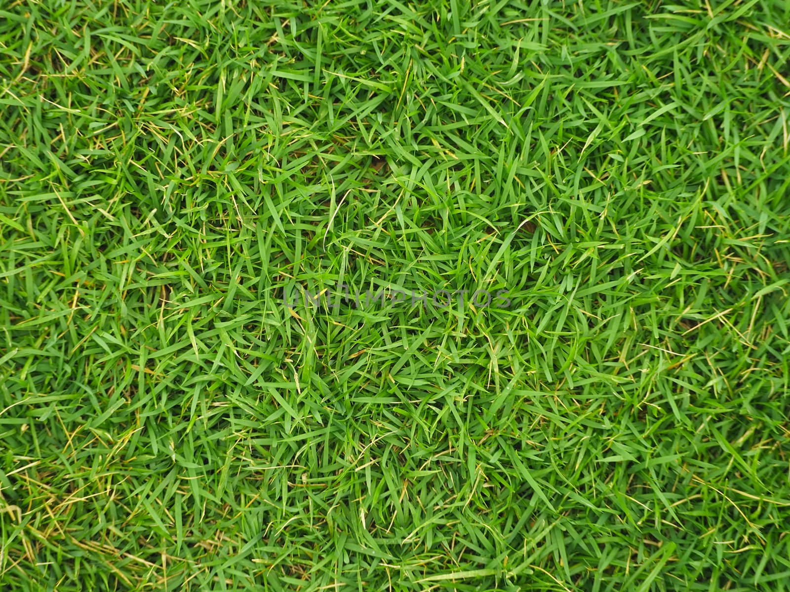 Green lawn floor, top view, full frame. Suitable to be used to make beautiful green ground.Natural concepts.