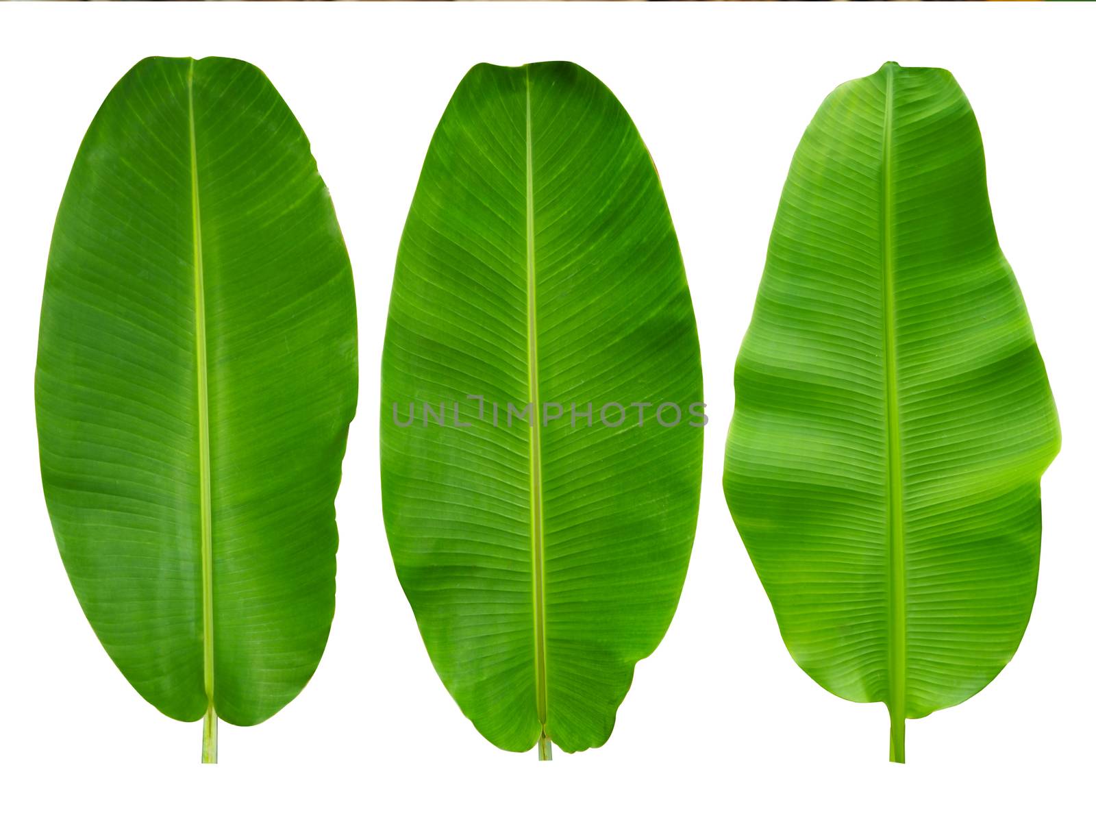 3 banana leaves isolated on a white background. by Unimages2527