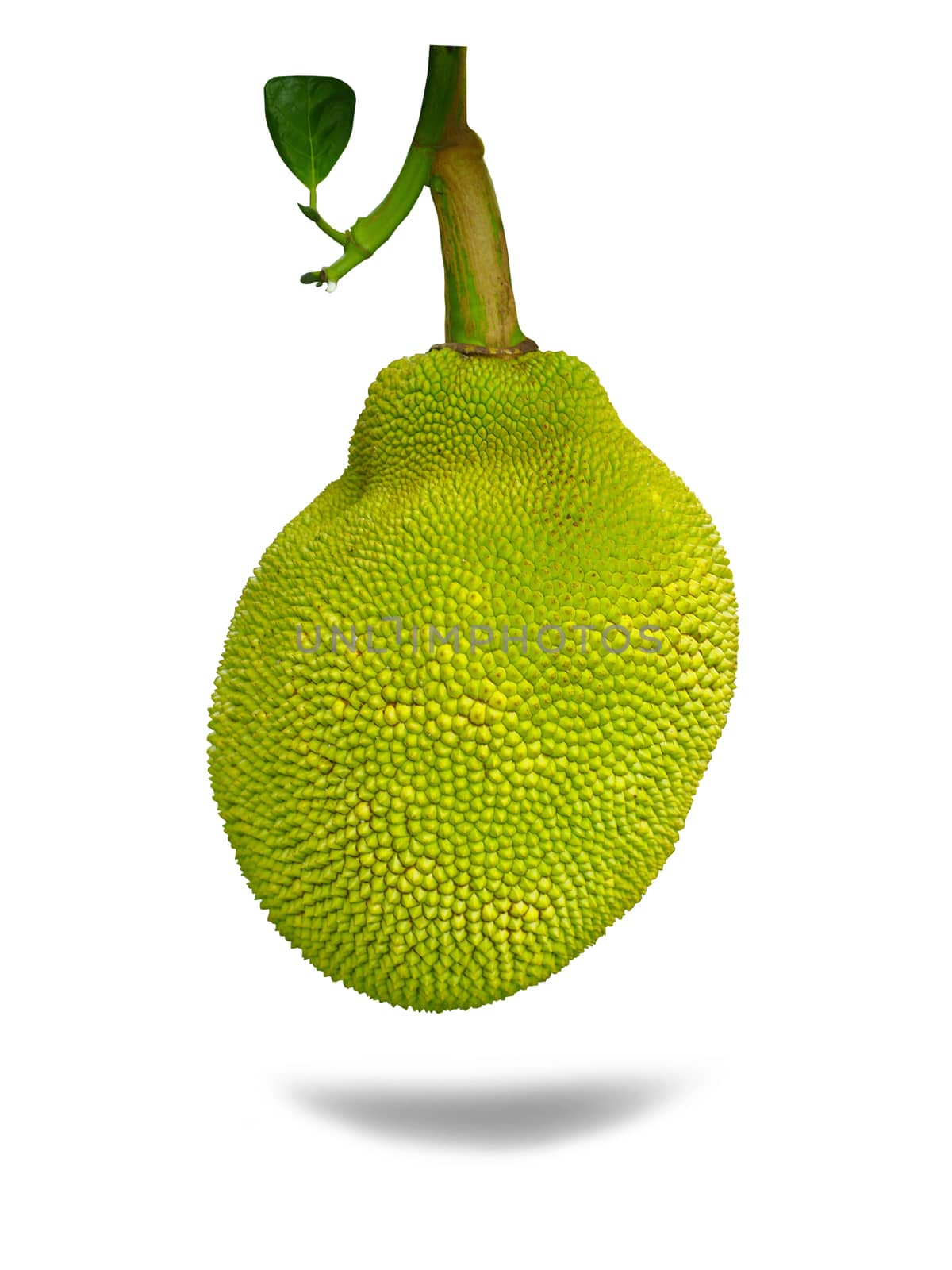 Jackfruit isolated from a white background with clipping paths. by Unimages2527