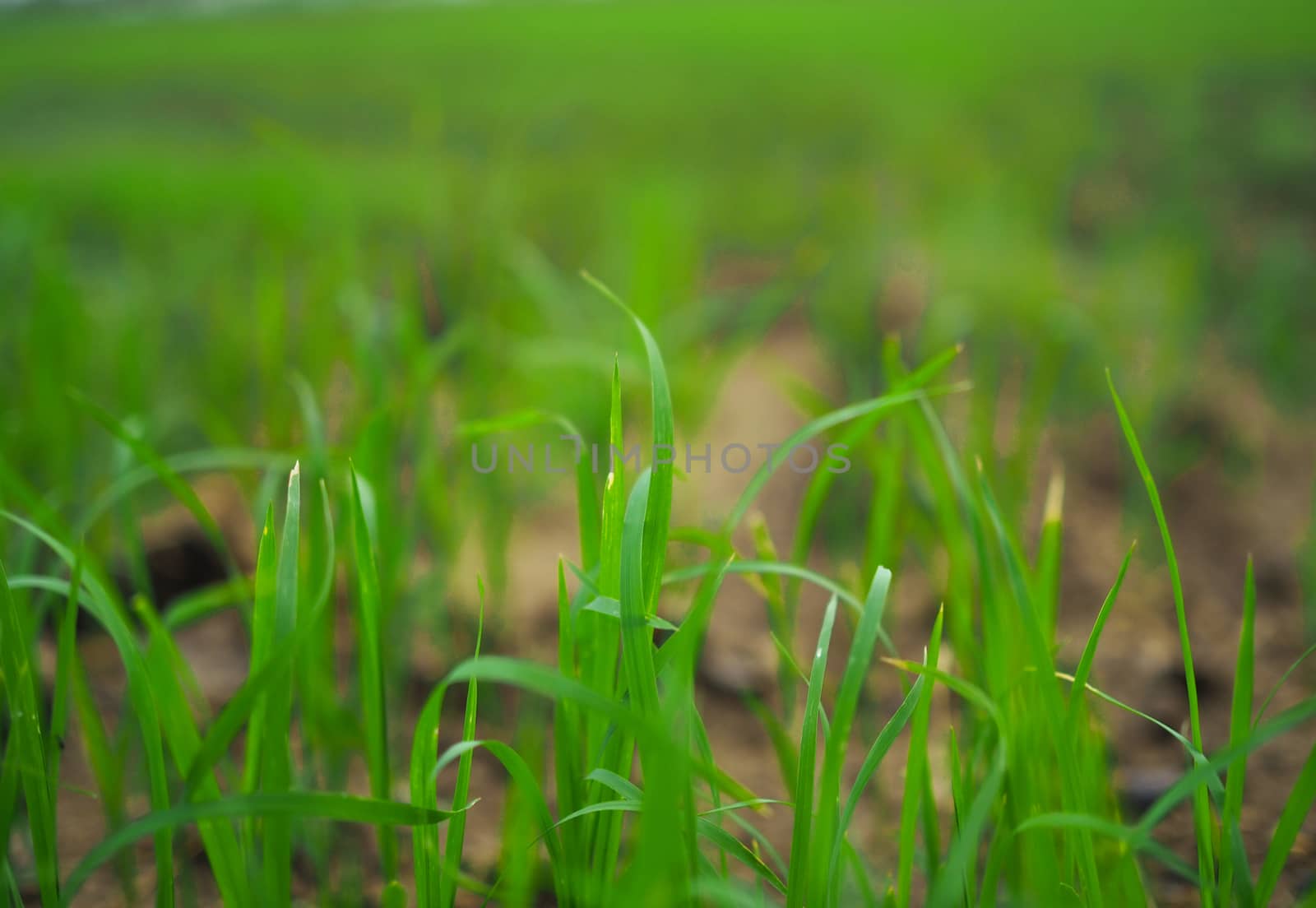 fresh green grass by Unimages2527