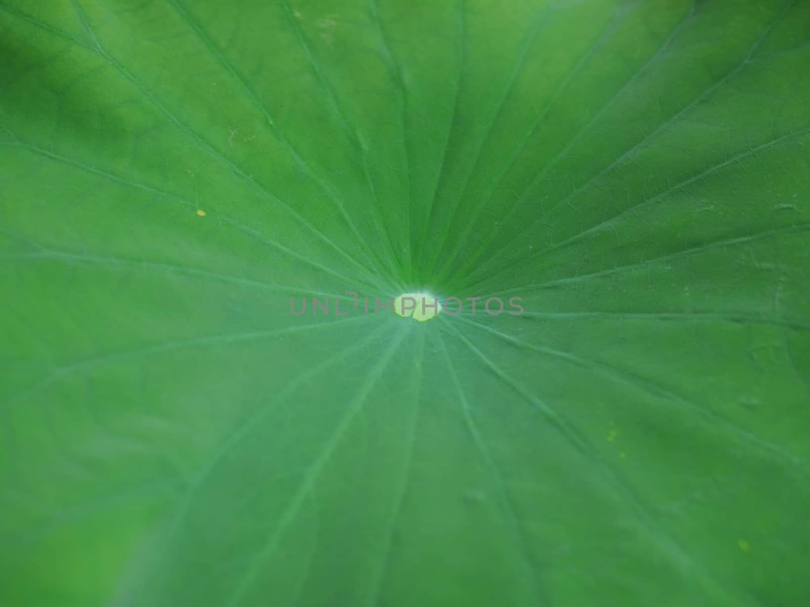 Green lotus leaf background.natural concepts. by Unimages2527