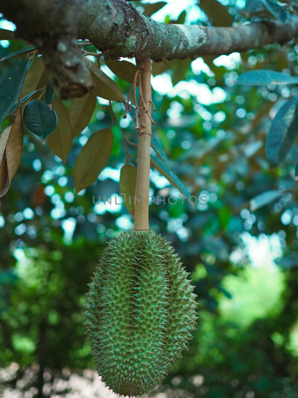 Durian is getting ripe, appetizing.