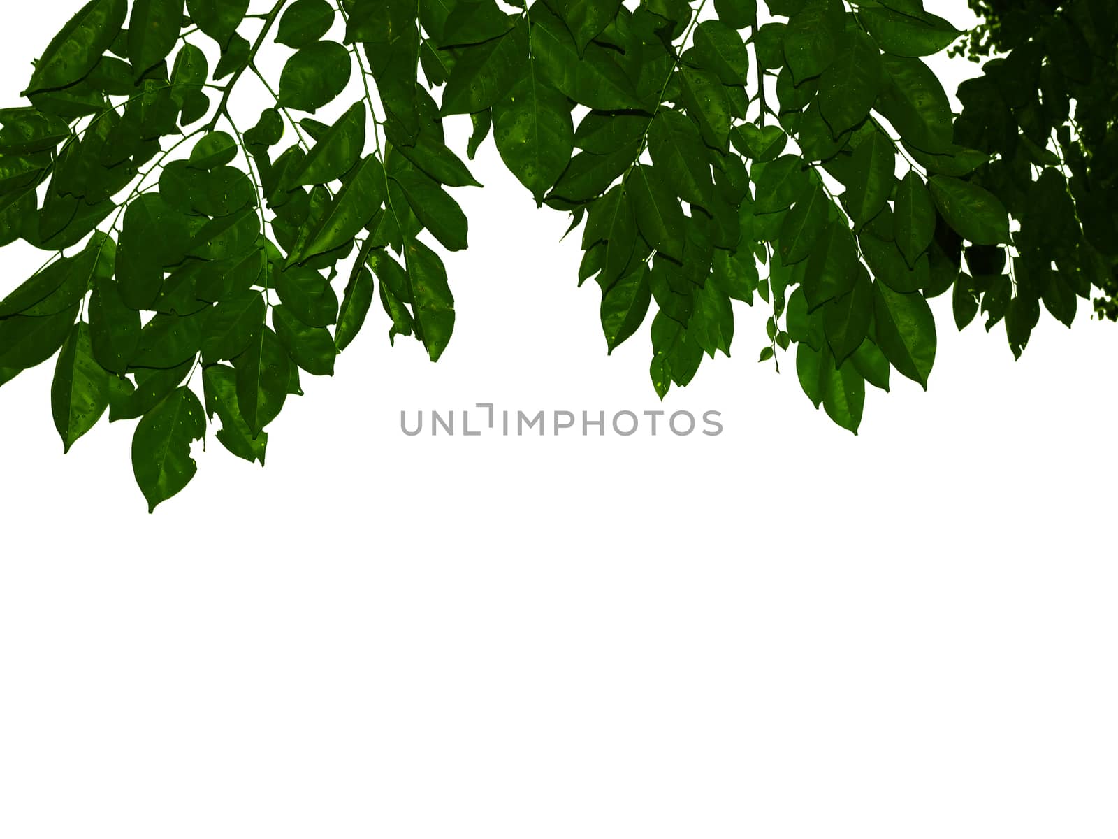 Green leaves isolated on white background. Suitable as a textured background.