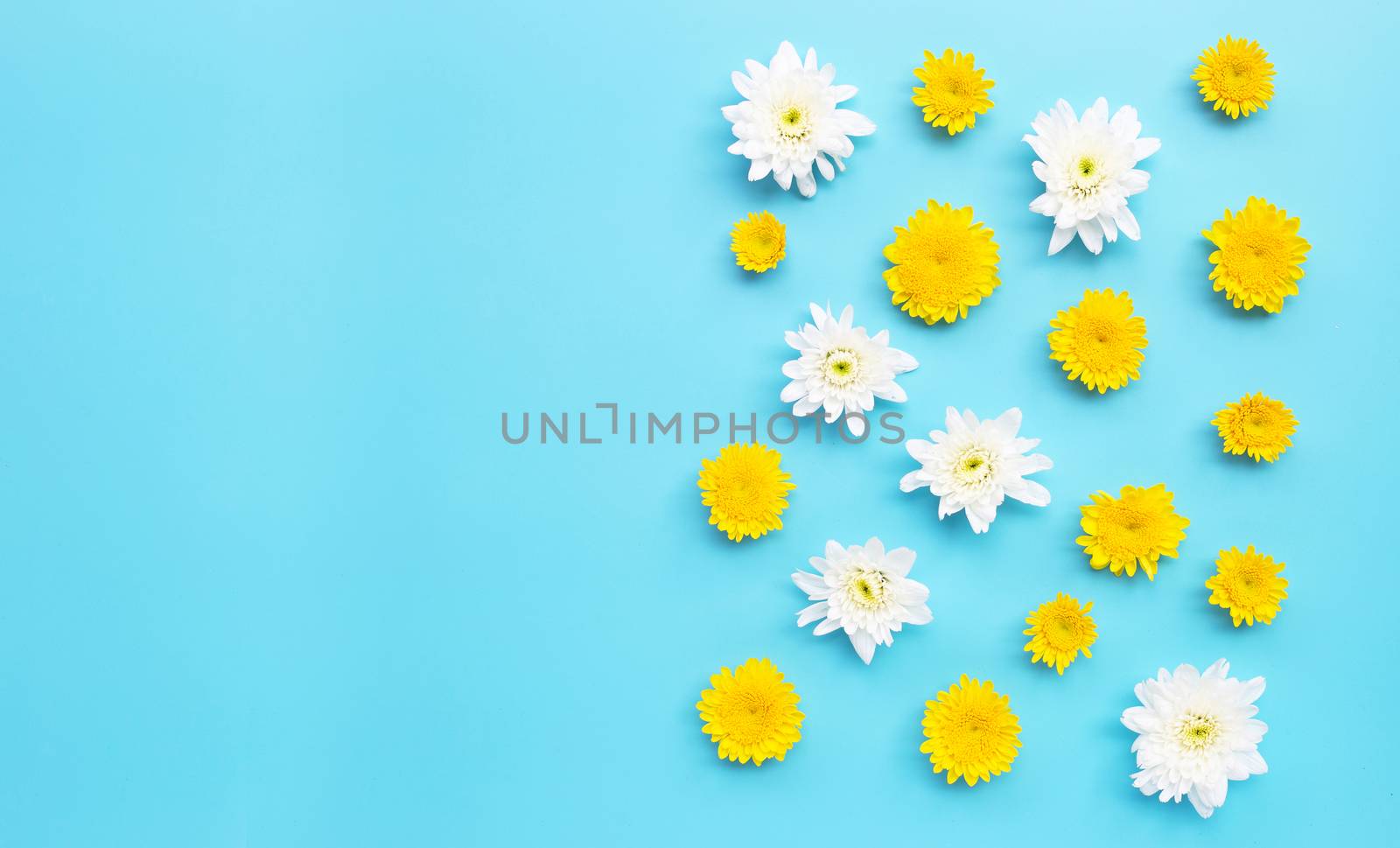 Chrysanthemum flower on blue background. Copy space