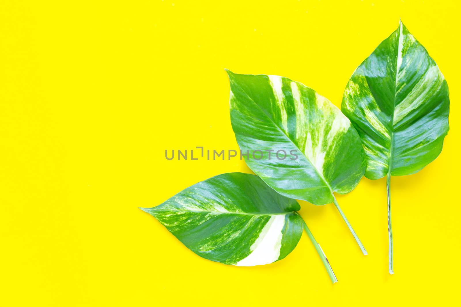 Golden pothos or devil's ivy leaf on yellow background. Copy space