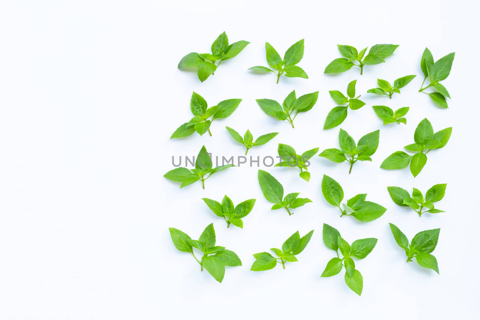 Fresh sweet basil leaves on white background. Top view