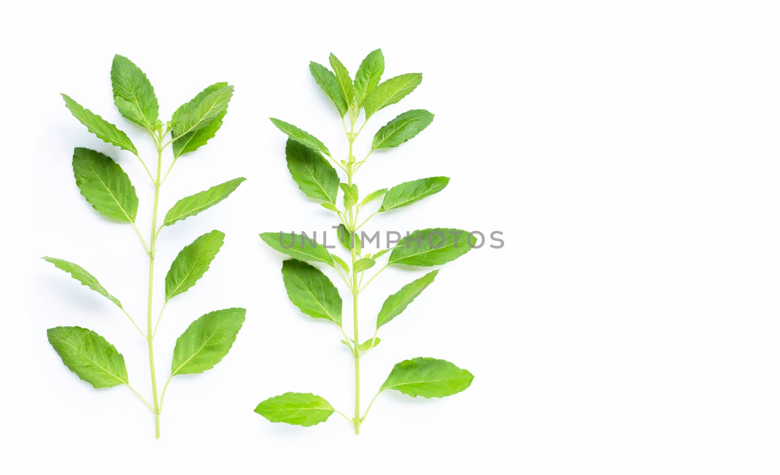 Fresh holy basil leaves on white background. Copy space