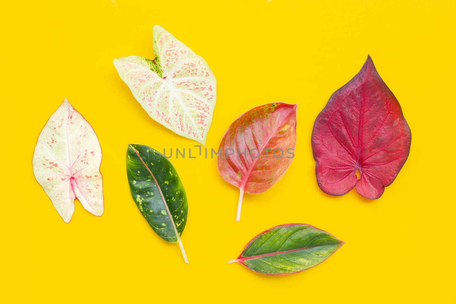 Caladium bicolor leaves with Aglaonema leaves on yellow background. Top view