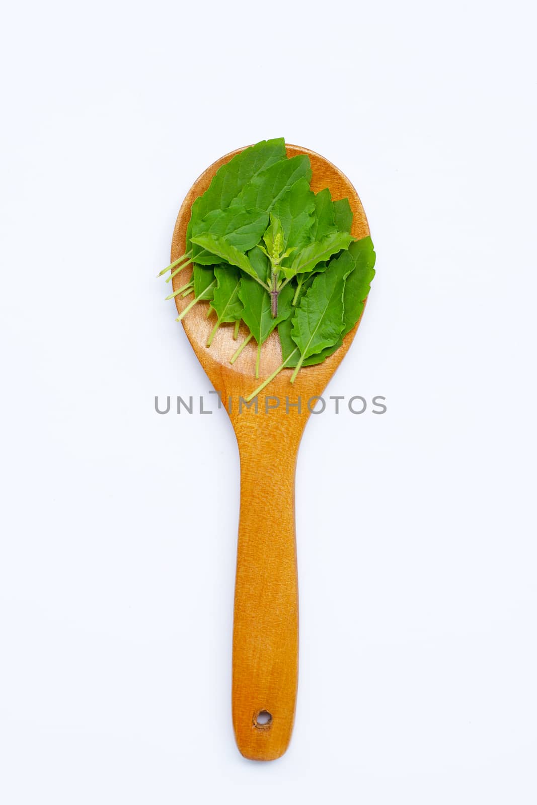 Holy basil leaves on wooden spoon on white backgrond.