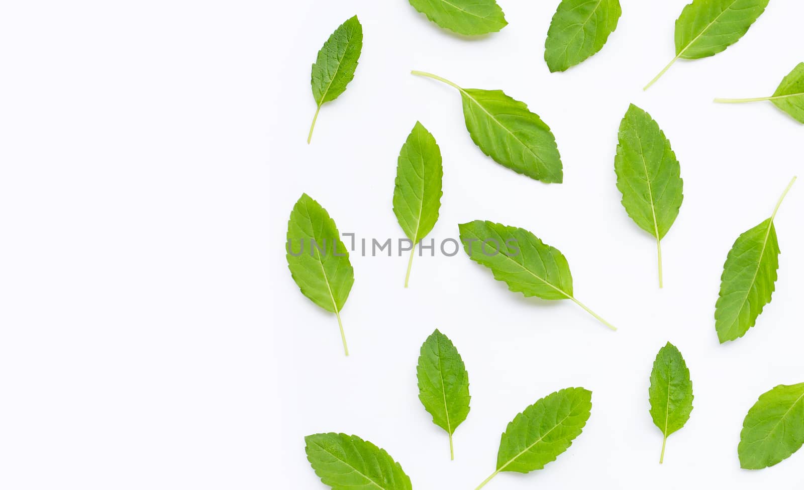 Fresh holy basil leaves on white background. Top view