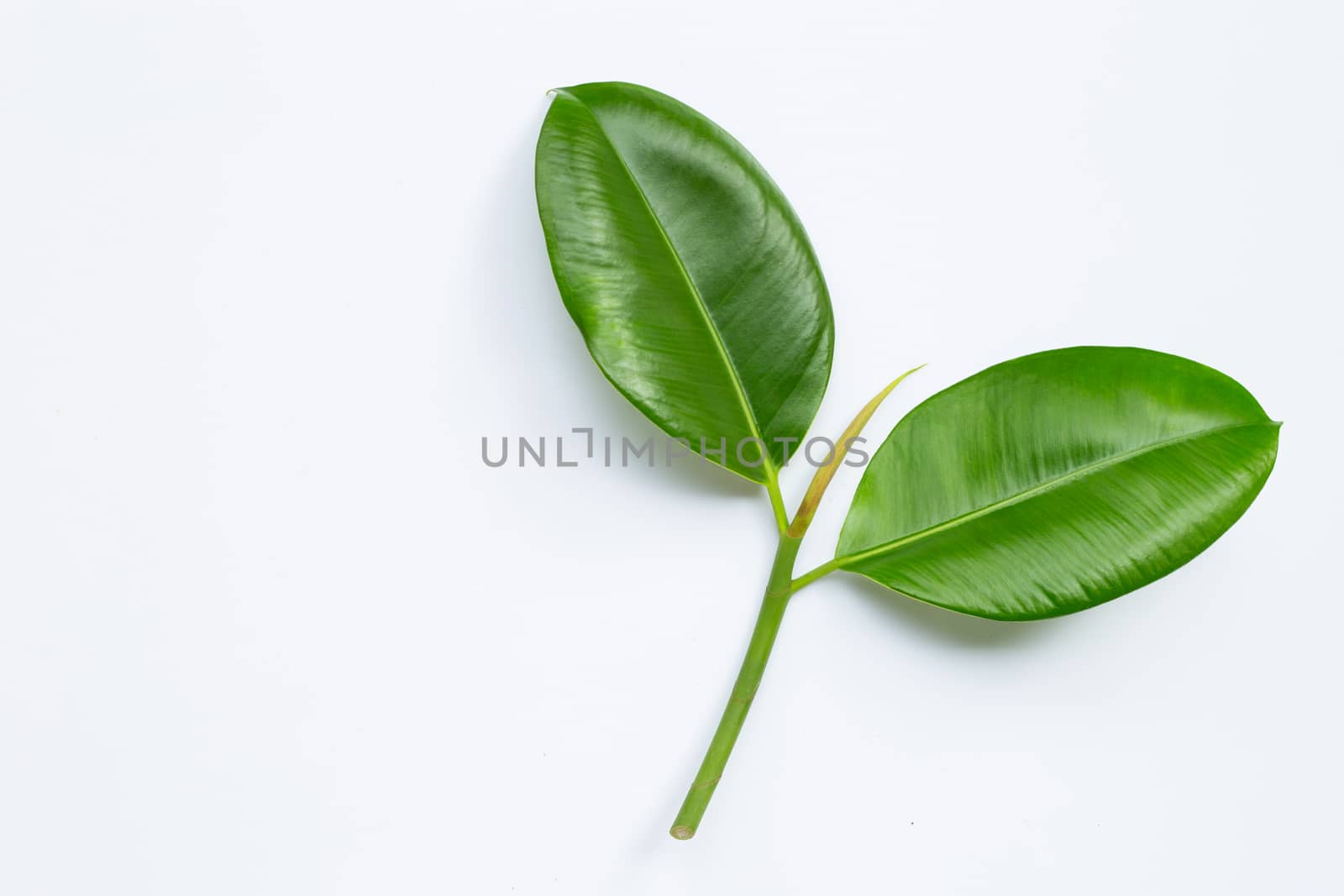 Rubber plant leaves on  white background. Copy space