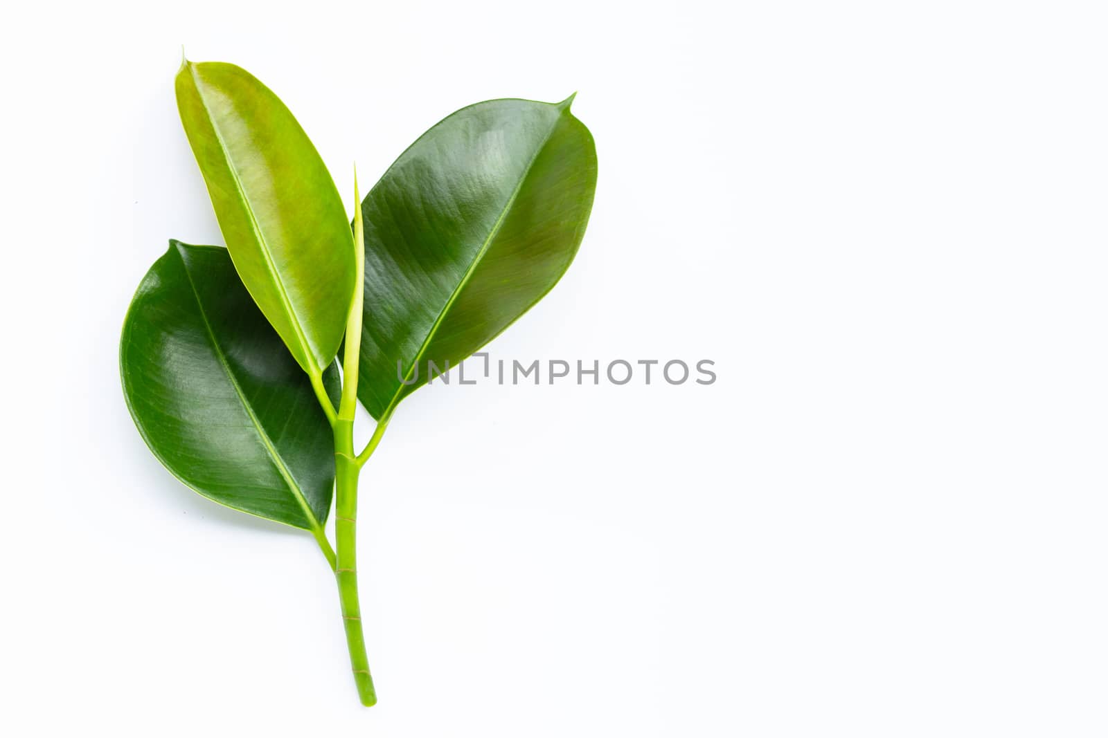 Rubber plant leaves on  white background. Top view