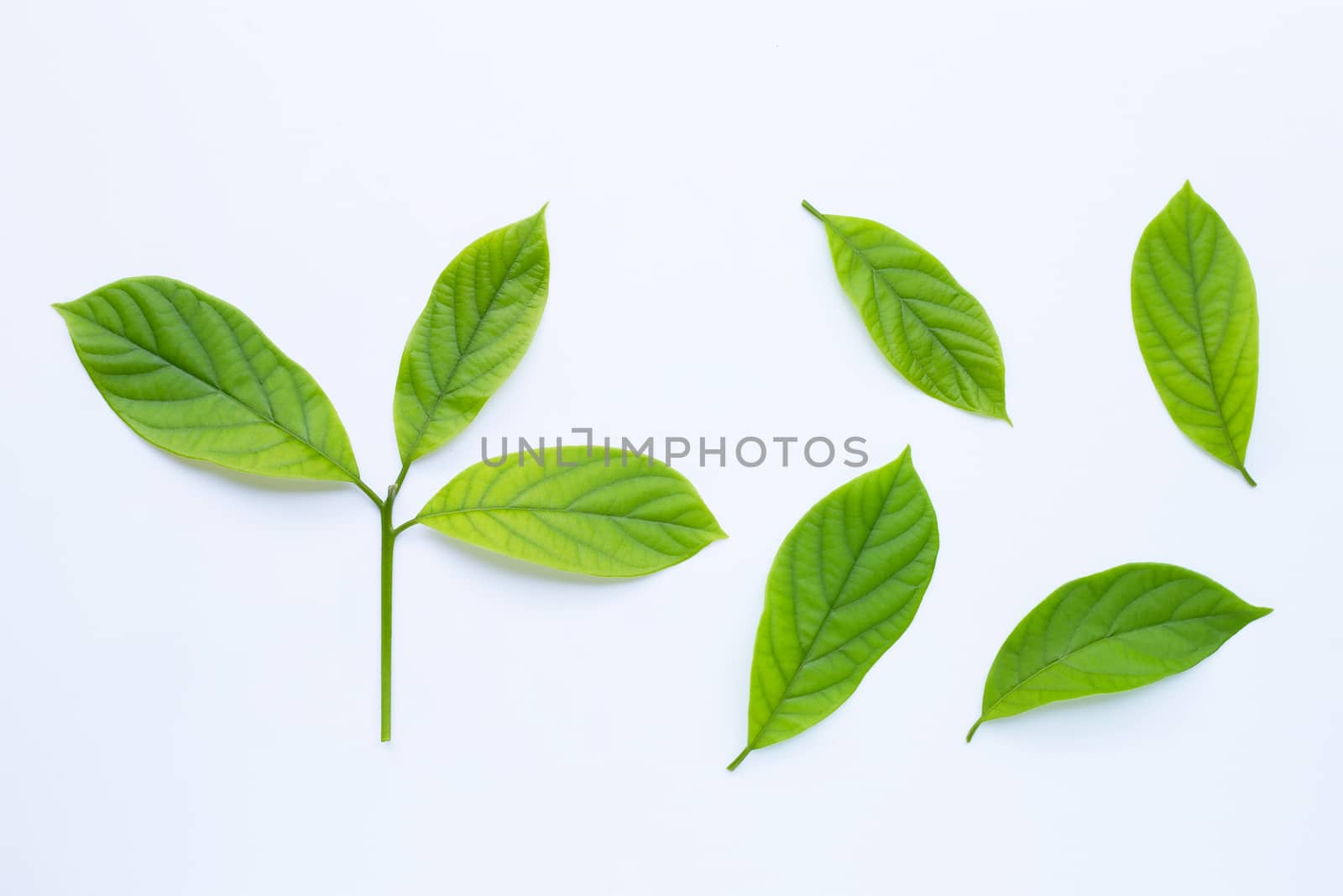 Avocado fresh leaves on white background.