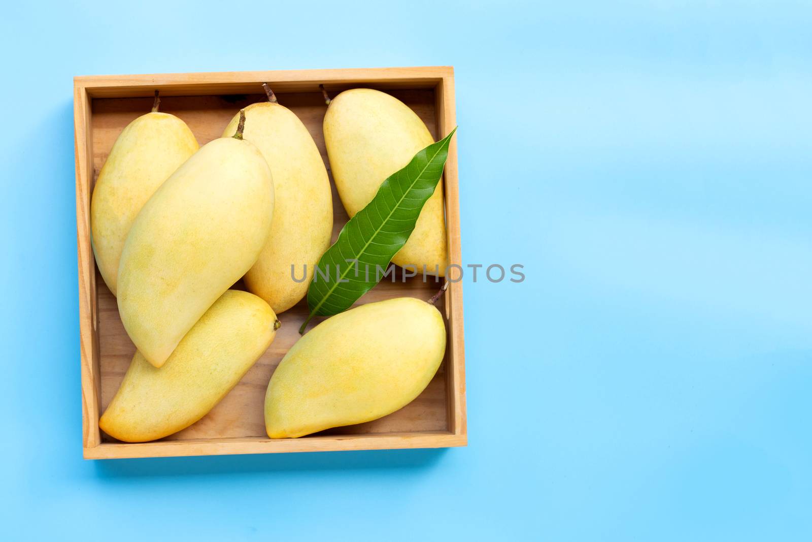 Tropical fruit, Mango in wooden box on blue background. Copy space