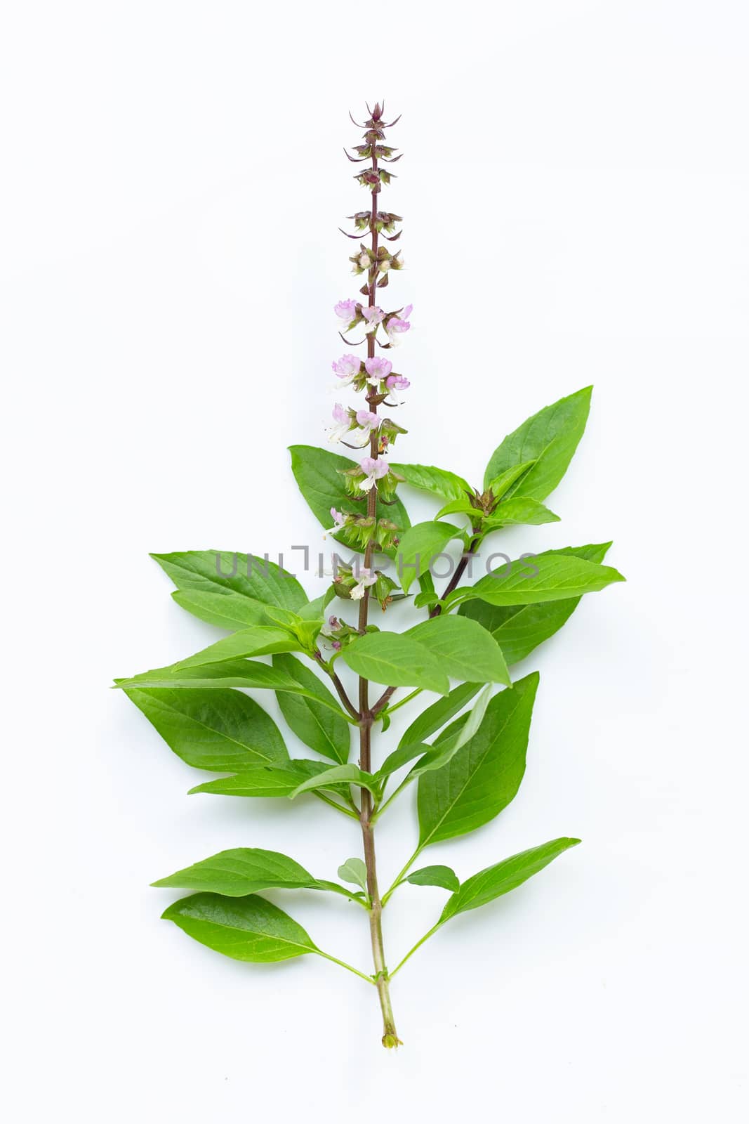 Sweet basil leaves with flower on white background.