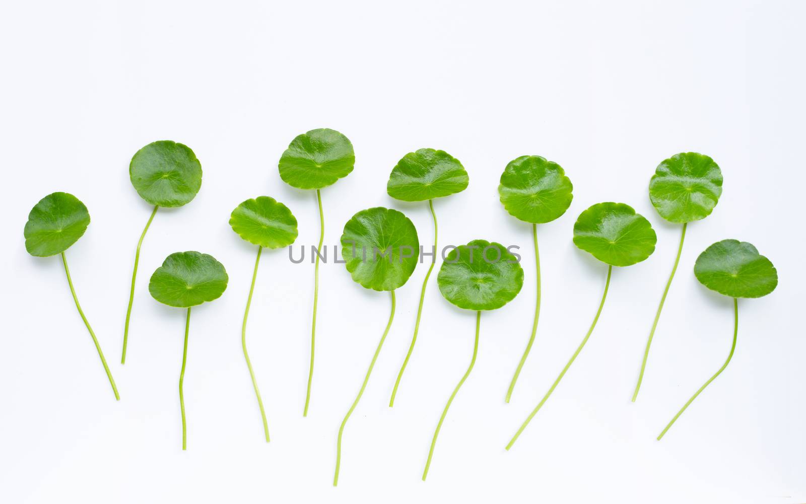 Centella asiatica leaves on white background.