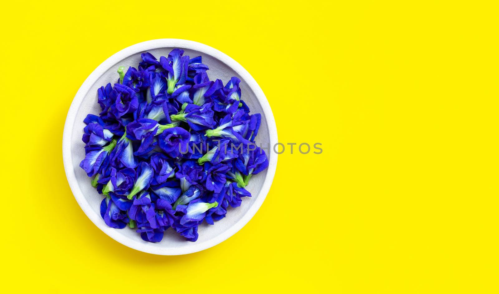 Butterfly pea or blue pea flower on yellow background. Copy space