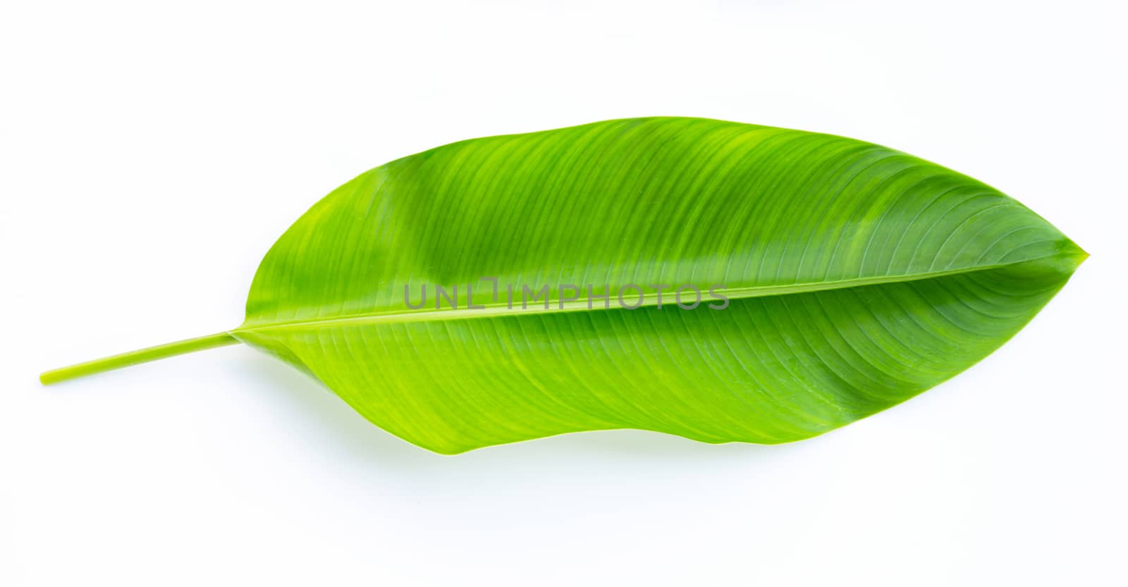 Heliconia leaves on white background. Copy space