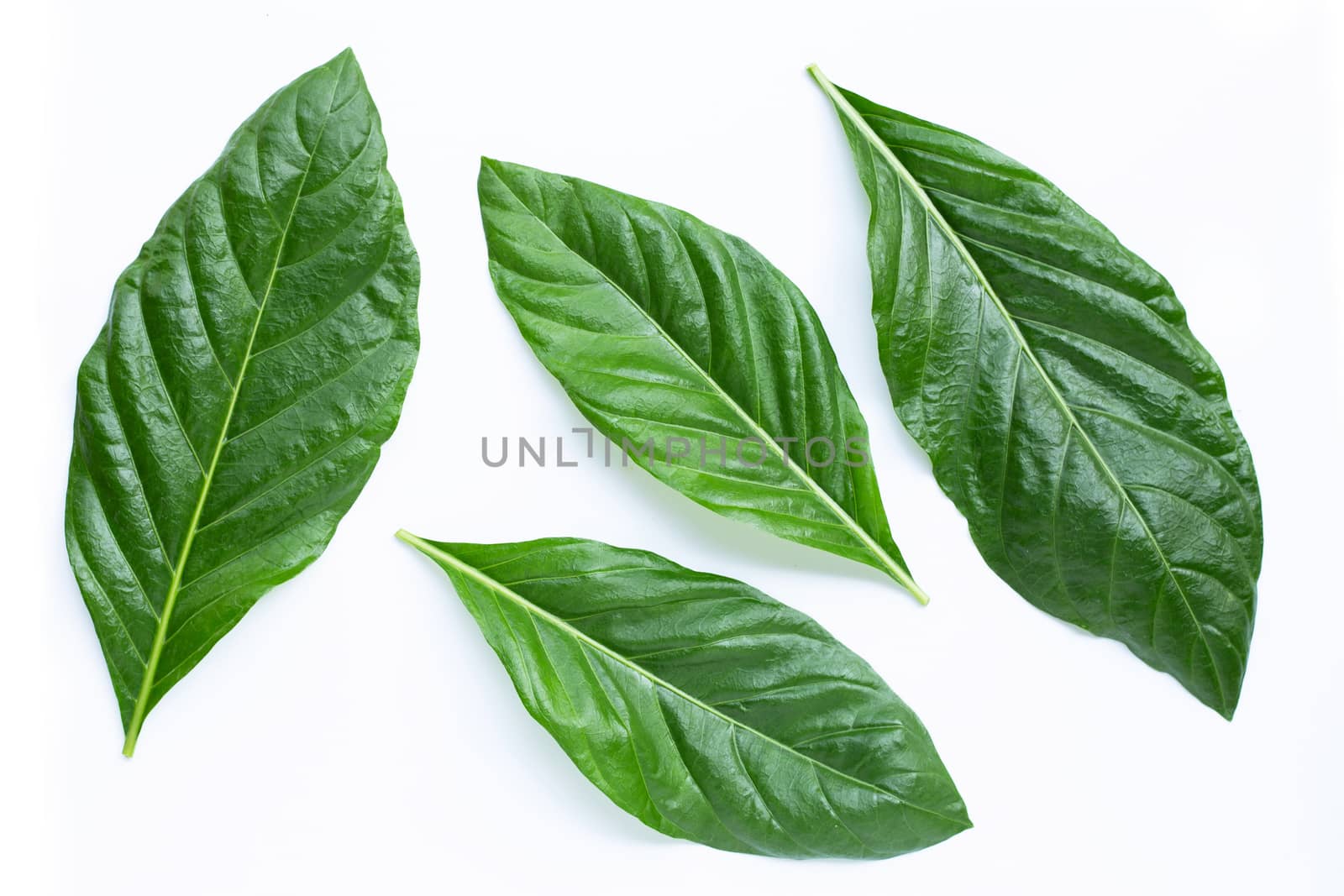 Noni or Morinda Citrifolia leaves on white background.