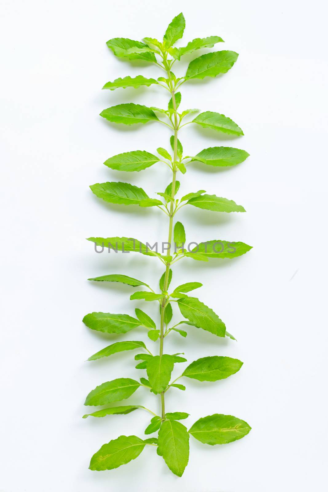 Holy basil branch isolated on white  by Bowonpat