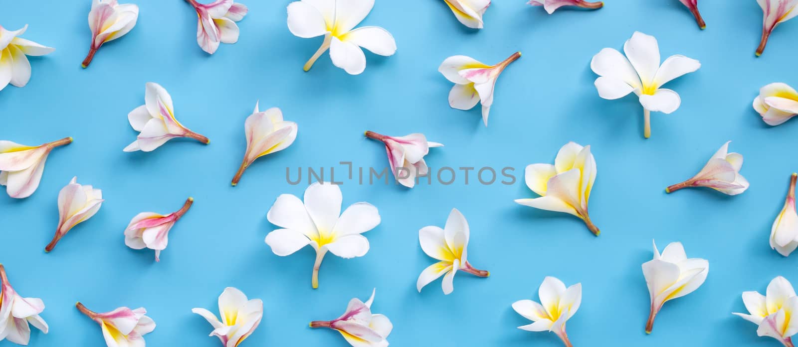Plumeria or frangipani flower on blue background. Top view