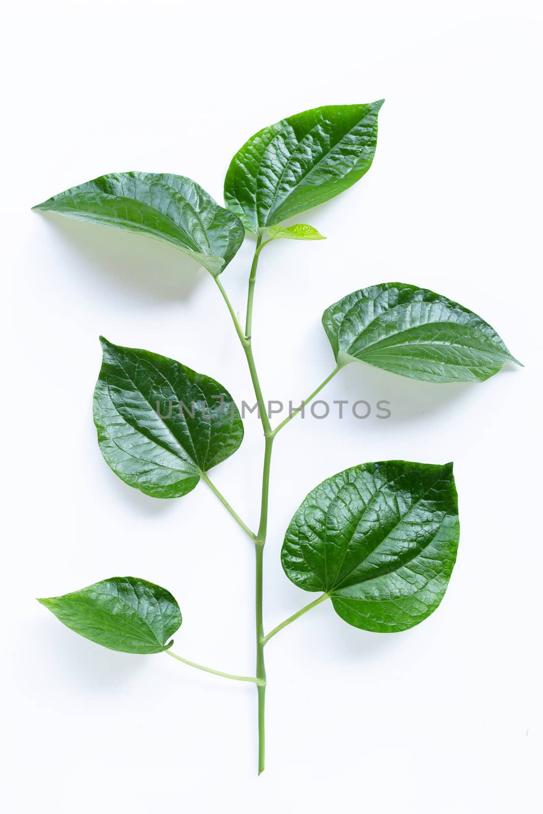 Fresh Wild Betel leaves isolated on white by Bowonpat