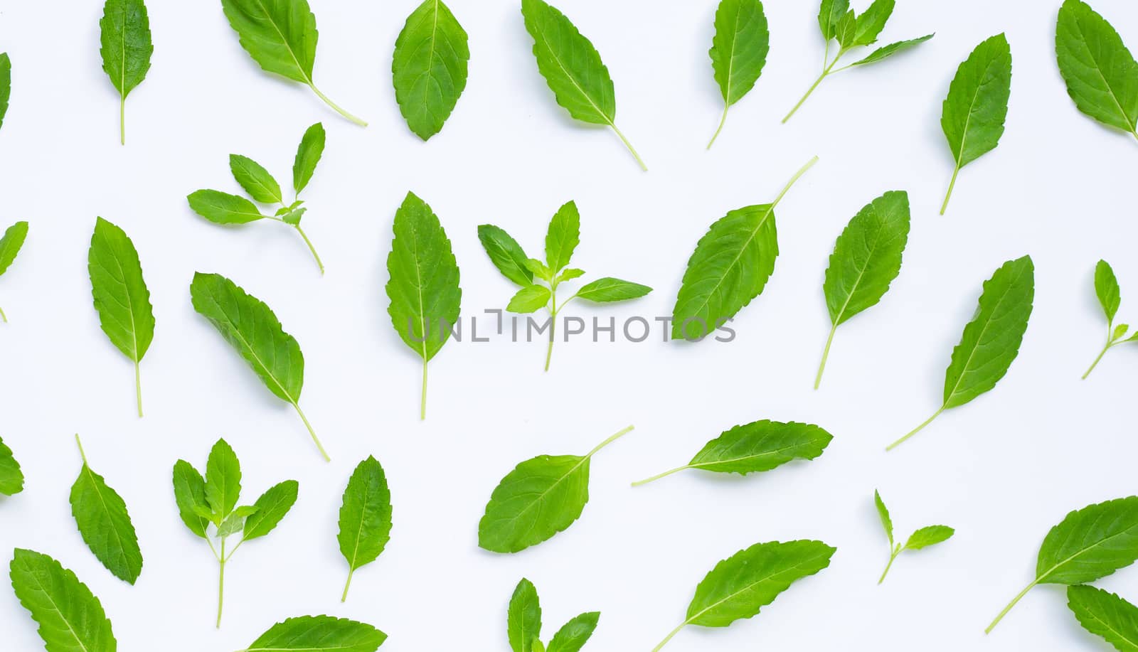 Fresh holy basil leaves on white background. Top view